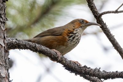 Black-streaked Scimitar Babbler - Zwartstreepkruiplijster - Pomatorhin chanteur