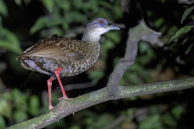 028 Rallidae - Rails, Gallinules, and Coots