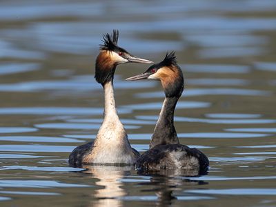 015 Podicipedidae - Grebes