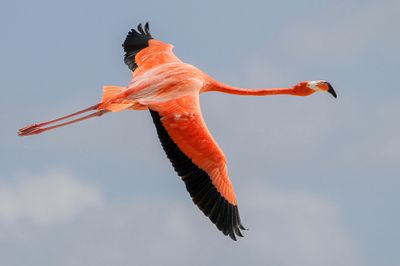 014 Phoenicopteridae - Flamingos