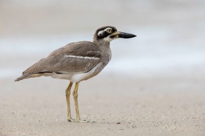 031 Burhinidae - Thick-knees and Stone-curlews