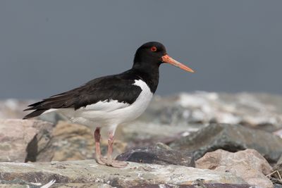 040 Haematopodidae - Oystercatchers