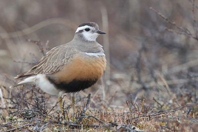 036 Charadriidae - Plovers