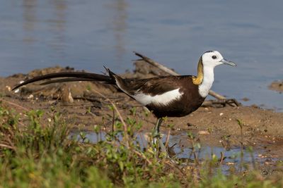 046 Jacanidae - Jacanas