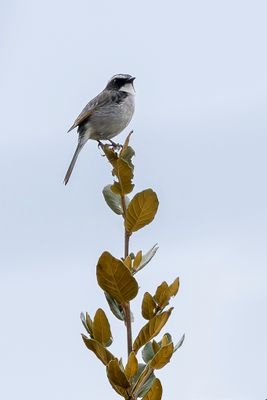Grey Bush Chat - Grijs Paapje - Tarier gris (m)
