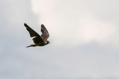 Peregrine Falcon - Slechtvalk - Faucon plerin