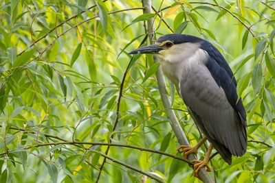  Black-crowned Night Heron - Kwak - Bihoreau gris