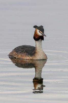 Great Crested Grebe - Fuut - Grbe hupp