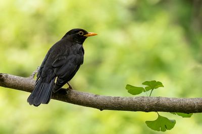 Chinese Blackbird - Chinese Merel - Merle oriental (m)