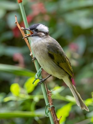 Light-vented Bulbul - Chinese Buulbuul - Bulbul de Chine