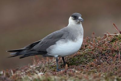 045 Stercorariidae - Jaegers and Skuas