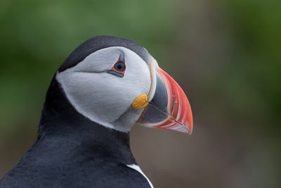 046 Alcidae - Auks, Puffins, and Murres
