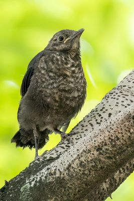 Chinese Blackbird - Chinese Merel - Merle oriental (j)