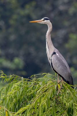 Grey Heron - Blauwe Reiger - Hron cendr