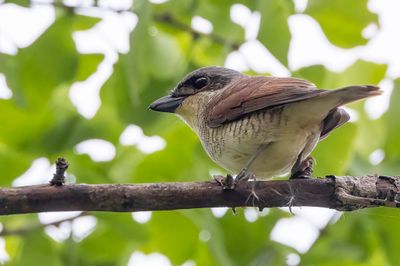 Tiger Shrike - Tijgerklauwier - Pie-griche tigrine