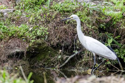 Little Egret - Kleine Zilverreiger - Aigrette garzette
