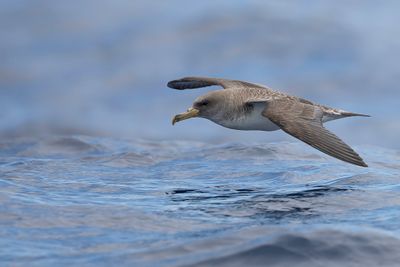 056 Procellariidae - Petrels, Shearwaters, and Diving Petrels