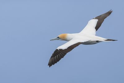 066 Sulidae - Gannets, Boobies