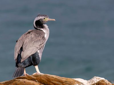 061 Phalacrocoracidae - Cormorants and Shags