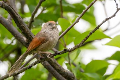 Ashy-throated Parrotbill - Grijskeeldiksnavelmees - Paradoxornis  gorge cendre