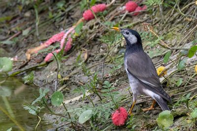 White-cheeked Starling - Grijze Spreeuw - tourneau gris