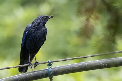 Blue Whistling Thrush - Chinese Fluitlijster - Arrenga siffleur