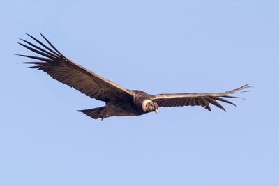 077 Cathartidae - New World Vultures