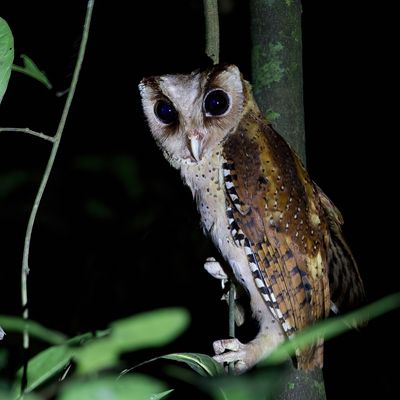 075 Tytonidae - Barn Owls