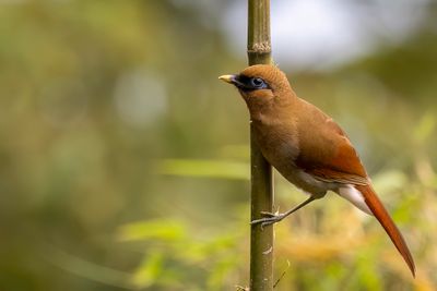 Buffy Laughingthrush - Kastanjevleugellijstergaai - Garrulaxe de Berthmy