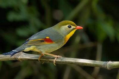Red-billed Leiothrix - Japanse Nachtegaal - Liothrix jaune