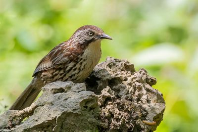 Chinese Babax - Gestreepte Babax - Babaxe lancol