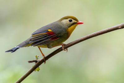 Red-billed Leiothrix - Japanse Nachtegaal - Liothrix jaune