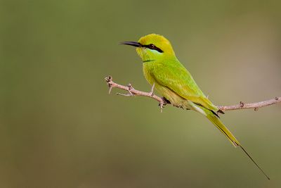089 Meropidae - Bee-eaters