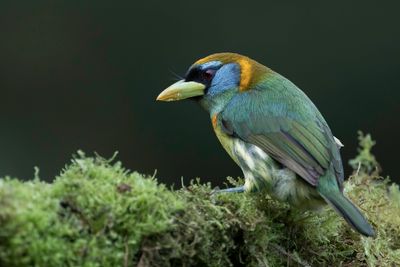 097 Capitonidae - New World Barbets
