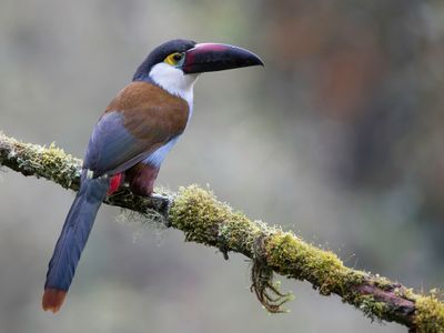 099 Ramphastidae - Toucans