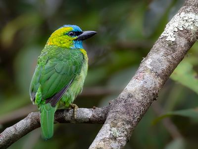 095 Megalaimidae - Asian Barbets