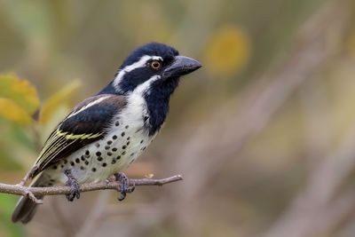 096 Lybiidae - African Barbets