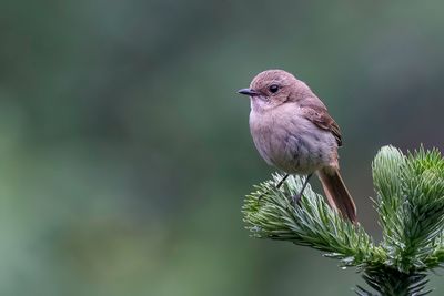Grey Bush Chat - Grijs Paapje - Tarier gris (f)