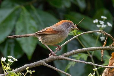 Ashy-throated Parrotbill - Grijskeeldiksnavelmees - Paradoxornis  gorge cendre