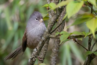 Grey-hooded Parrotbill - Zappeys Diksnavelmees - Paradoxornis de Zappey