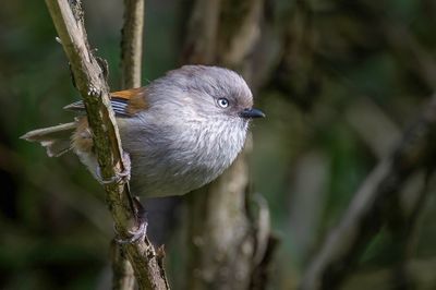 Grey-hooded Fulvetta - Grijskopfulvetta - Alcippe  gorge raye