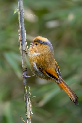 Fulvous Parrotbill - Geelkopdiksnavelmees - Paradoxornis  front fauve