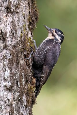 101 Picidae - Woodpeckers