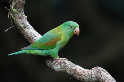 107 Psittacidae - African & New World Parrots