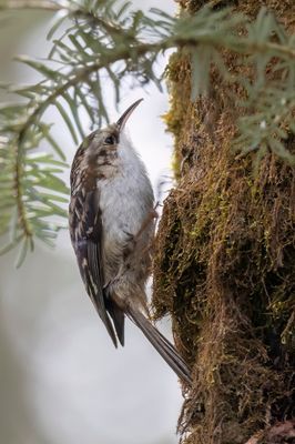 Hodgson's Treecreeper - Hodgsons Boomkruiper - Grimpereau de Hodgson