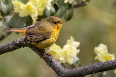 Golden Bush Robin - Goudstaart - Rossignol dor
