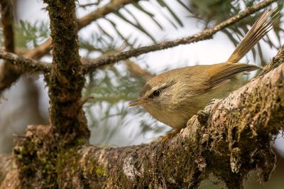 Yellow-bellied Bush Warbler - Geelbuikstruikzanger - Bouscarle de Verreaux