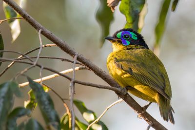 109 Philepittidae - Asities