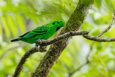 111 Calyptomenidae - African and Green Broadbills