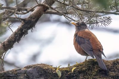 Chestnut Thrush - Kastanjelijster - Merle  tte grise